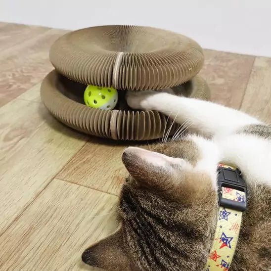 Jouets pour Chats - Féli’Accordéon Zen