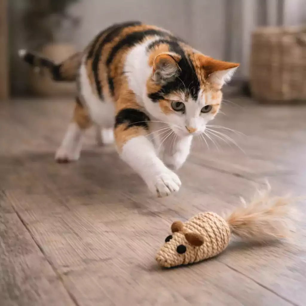 Souris pour chat en sisal avec plume sur parquet, poursuivie par un chat adulte en intérieur
