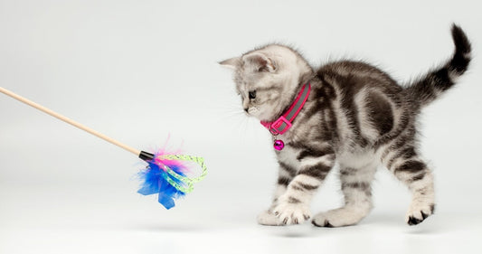 Accessoires pour chaton : ce dont il a besoin dès les premières semaines - Une Feline Vie