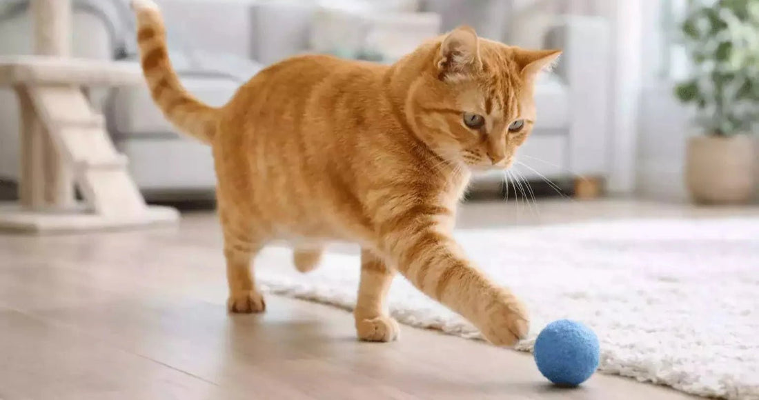 Chat en surpoids ou obèse | Guide Santé - Une Feline Vie