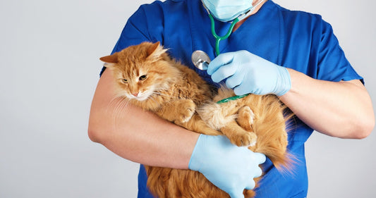 Chat malade : signes, urgence et que faire immédiatement - Une Feline Vie