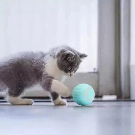 Comment amuser un chat qui s’ennuie ? | Guide Une Feline Vie - Une Feline Vie