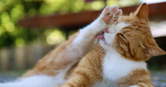 La teigne chez le chat : Symptômes, Traitement et Prévention | Guide Santé - Une Feline Vie
