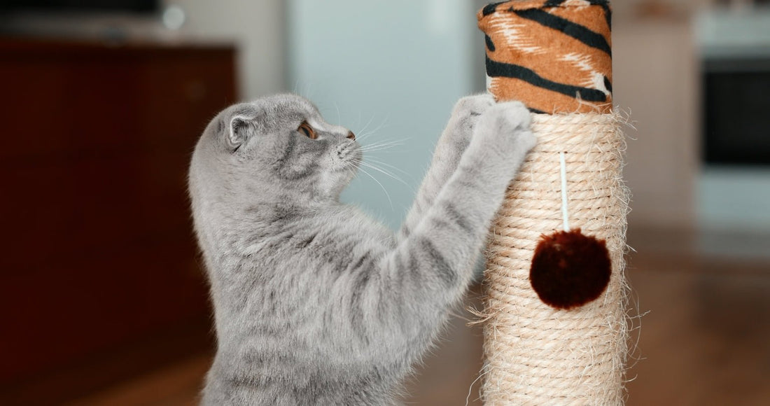 Maladie des griffes du chat : symptômes, traitement et prévention - Une Feline Vie