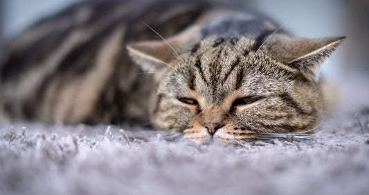 Maladies du chat : Les particularités - Une Feline Vie