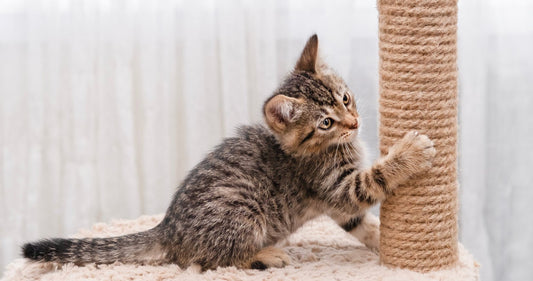 Quel griffoir choisir pour son chat, et comment lui donner envie de s'en servir ? - Une Feline Vie