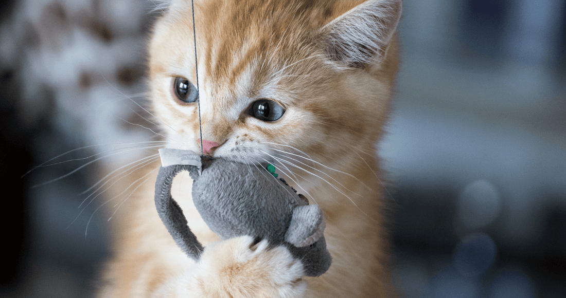 Quels jouets choisir pour mon chat ? - Une Feline Vie