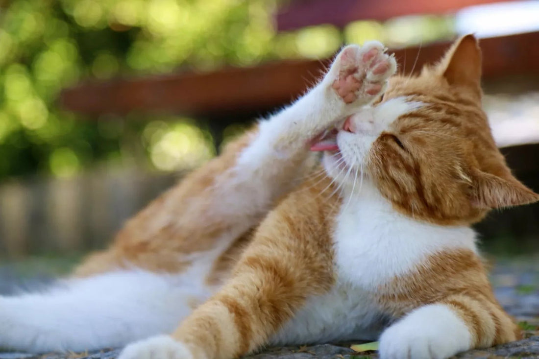 Teigne chez le chat : Symptômes, Traitement et Prévention | Guide Santé - Une Feline Vie