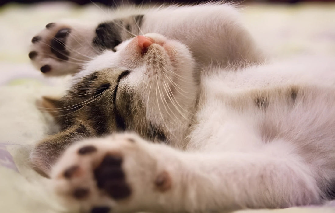 accessoires et jouets pour chat Une Féline Vie