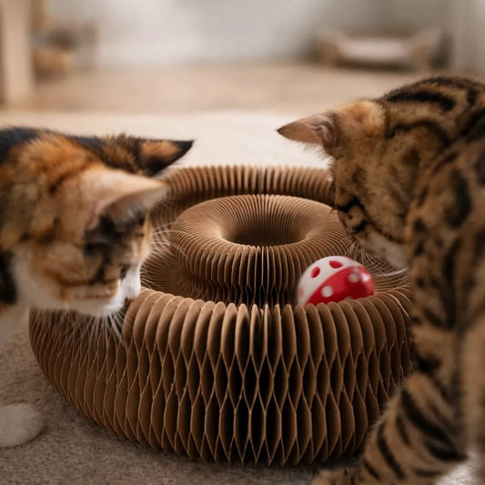 Griffoir en carton avec deux chatons intrigués par une balle intégrée dans un jouet interactif pour chat