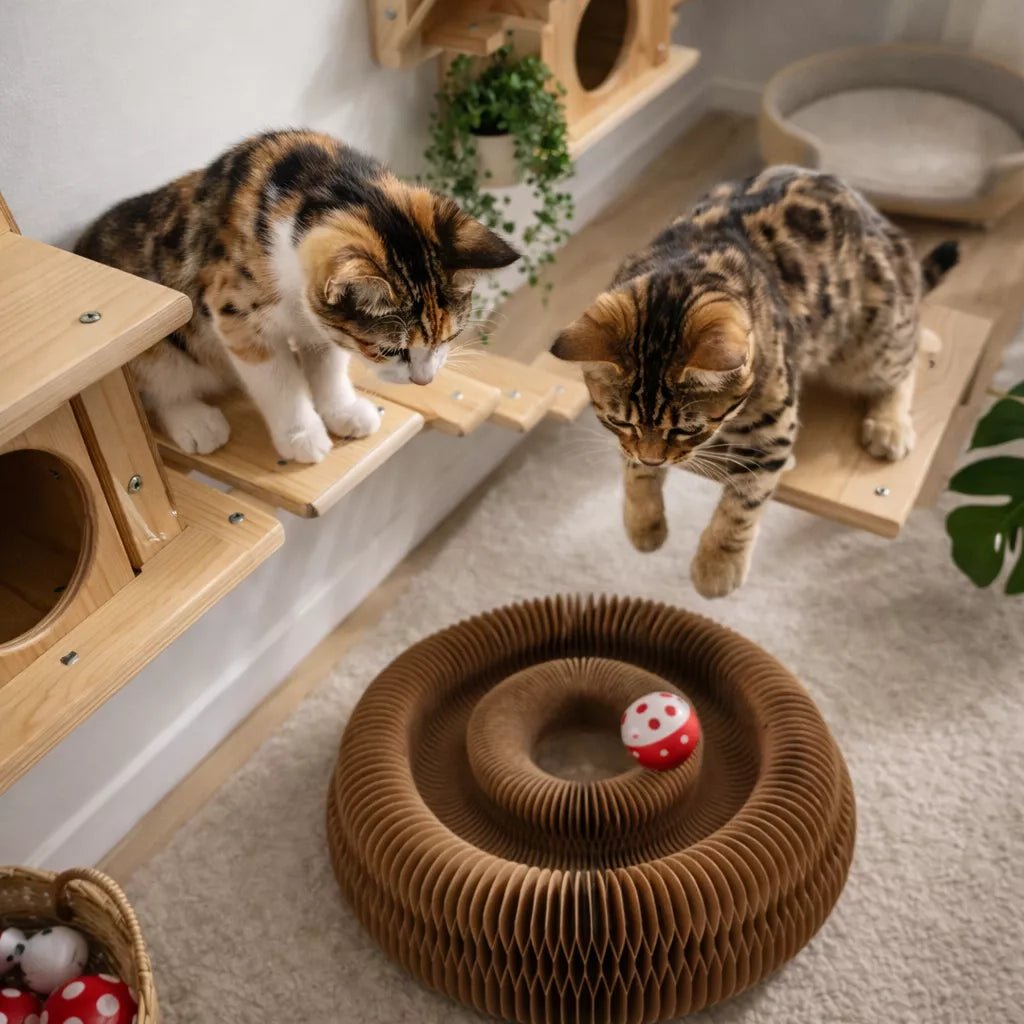 Griffoir en carton vu du dessus avec deux chatons en hauteur observant une balle dans un jouet interactif avant de sauter