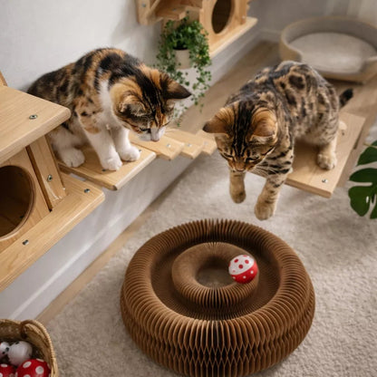Griffoir en carton vu du dessus avec deux chatons en hauteur observant une balle dans un jouet interactif avant de sauter