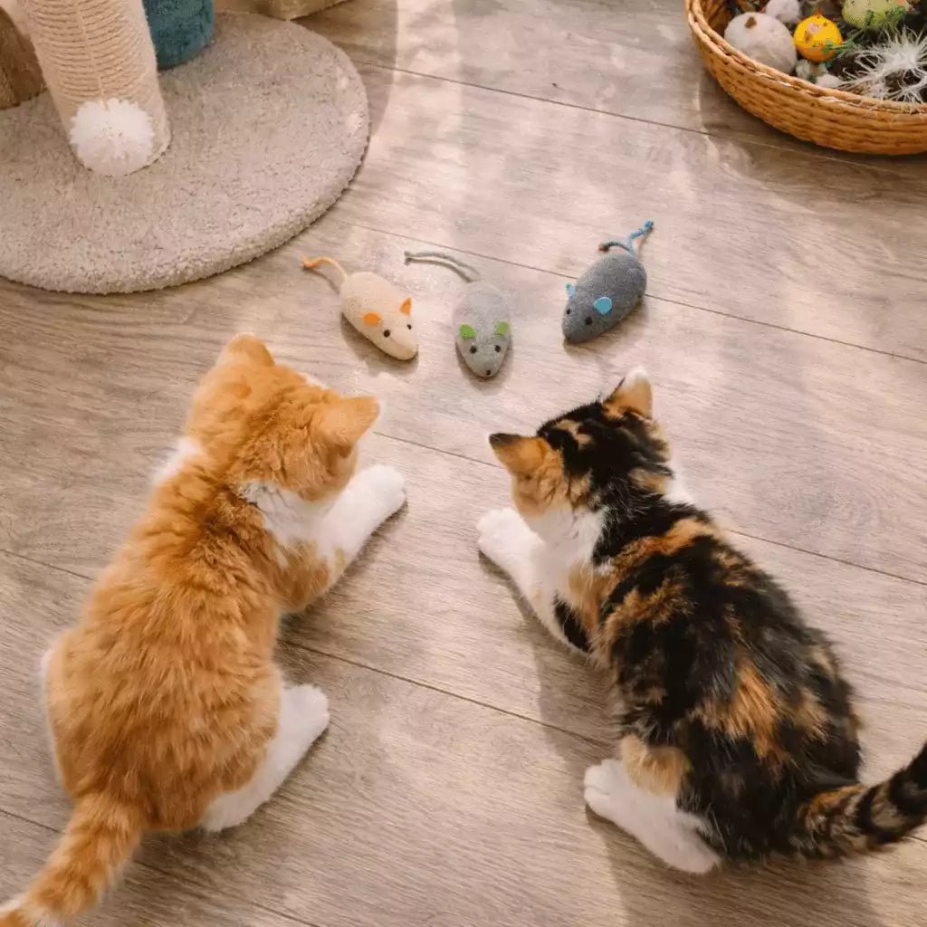 Jouet souris pour chat posé au sol face à deux chatons concentrés prêts à déclencher leur instinct de chasse