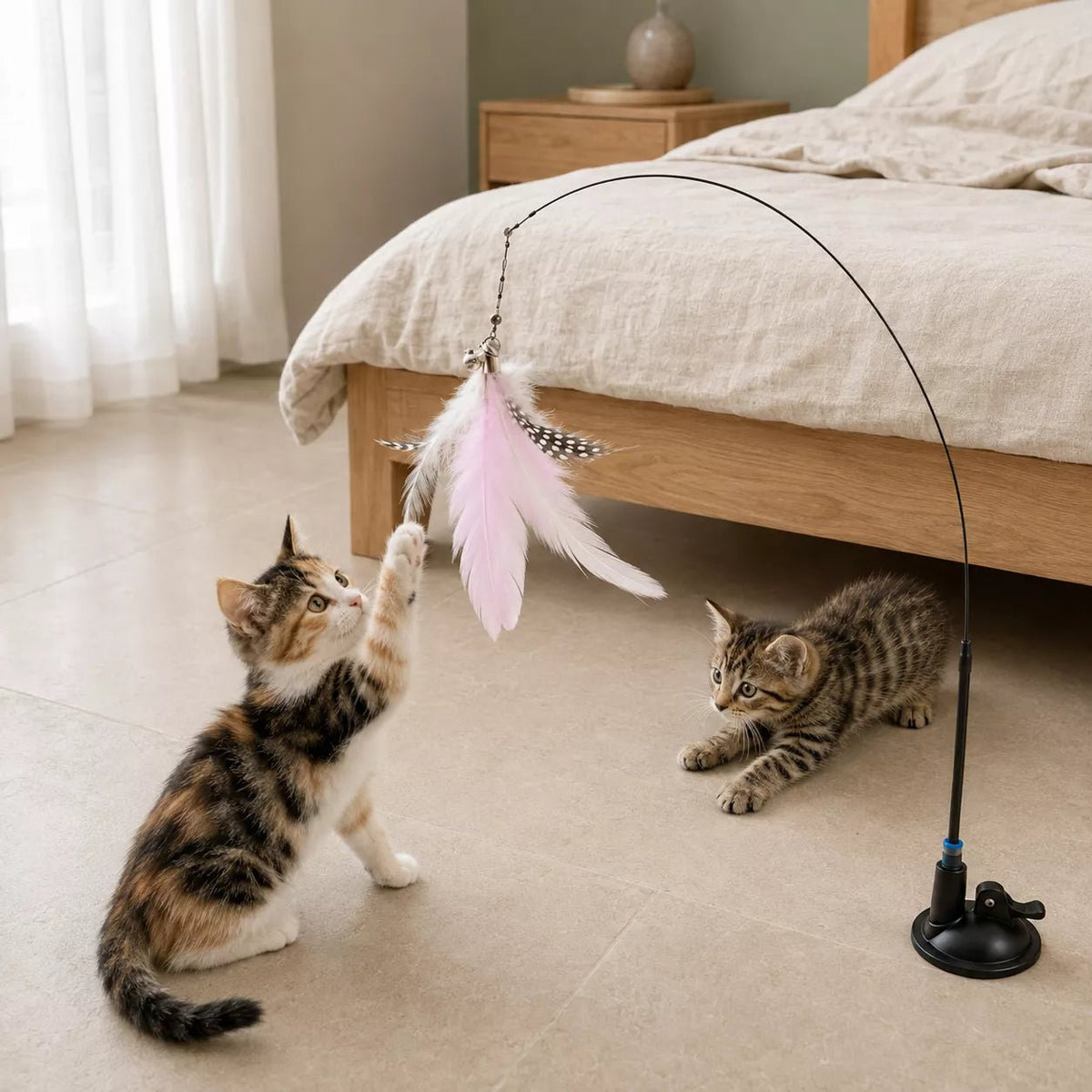 Dans une chambre, une plume pour chat rose attire deux chatons : le chaton isabelle tend la patte et le chaton tigré s’avance au ras du sol